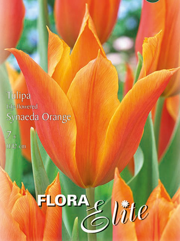 Lilienblütige Tulpe Synaeda Orange