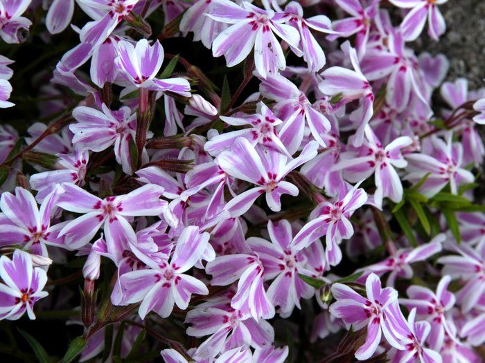 phlox-candy-stripes-bluete