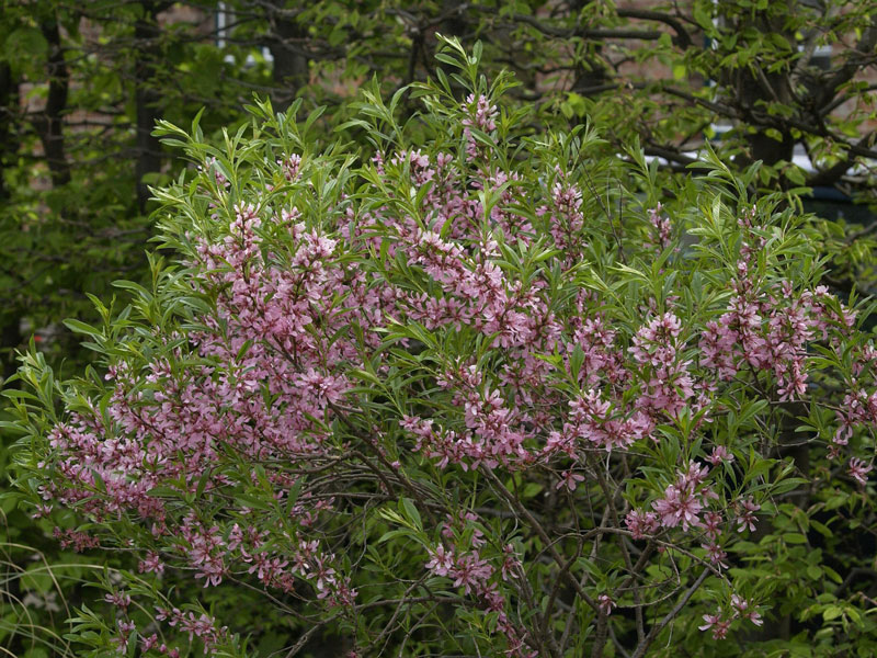 prunus-tenella-fire-hill Prunus tenella 'Fire Hill' - Zwerg-Ziermandel