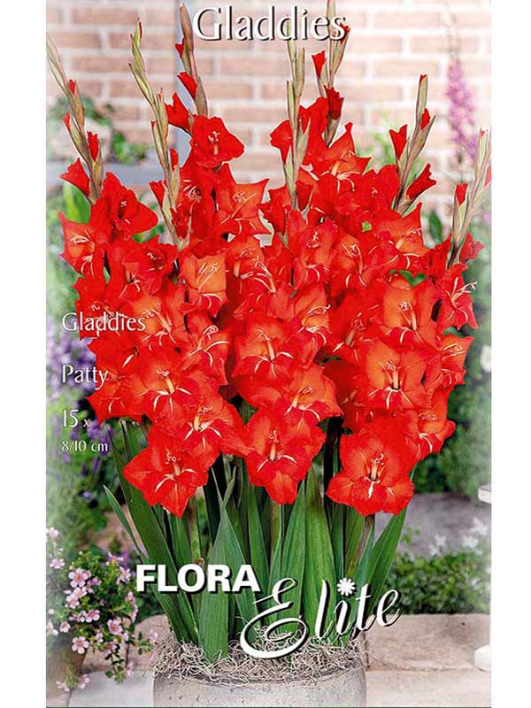 Kurzstielige Gladiole - Gladdies 'Patty'