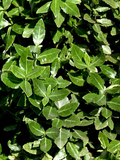 euonymus_radicans_gs1_42795_42795_0 Das immergrüne Laub der Kriechmispel