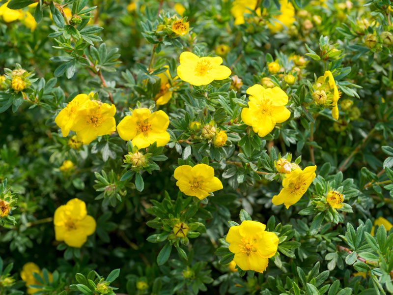 Potentilla fruticosa 'Goldteppich', Fingerstrauch Potentilla fruticosa 'Goldteppich', Fingerstrauch