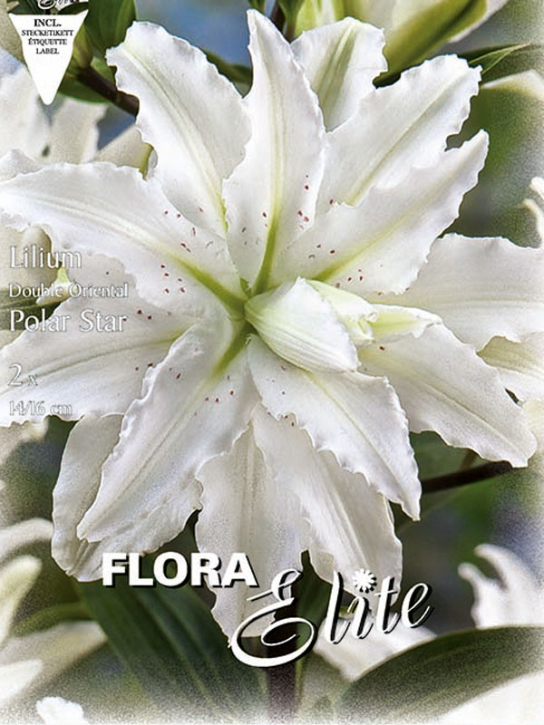 Gefüllte Orientalische Lilien-Hybride 'Polar Star'