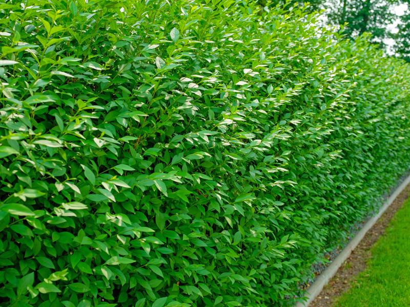 Hecke Liguster Atrovirens Hecke aus Ligustrum vulgare Atrovirens