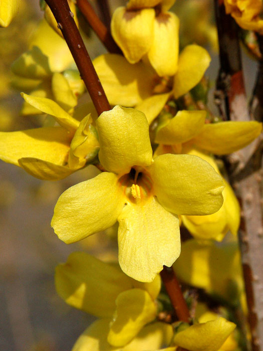 forsythie-weekend Das Goldglöckchen 'Week-End' während der Blütezeit