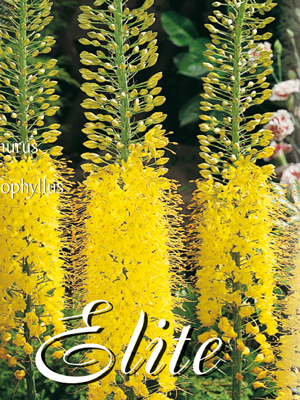 eremurus_stenophyllus_78359_0 Steppenkerze, Eremurus stenophyllus (Art.Nr. 596668)