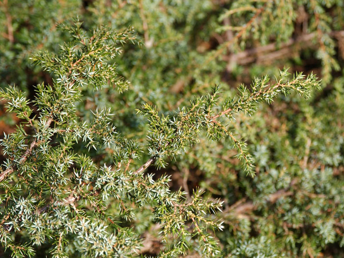 juniperus-repanda-zweig Nadeln des Kriechwacholders Repanda