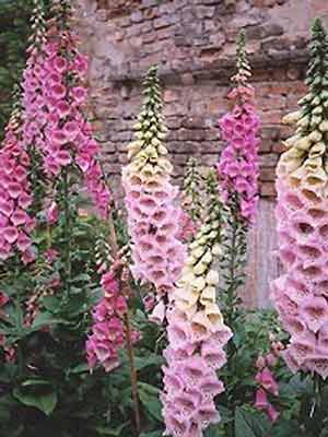 digitalis-purpurea-2