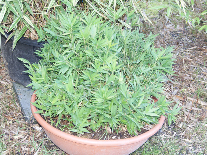pleioplastus-distichus-topf
