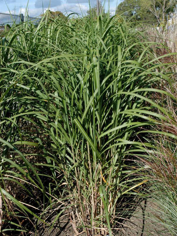 miscanthus-giganteus-meindl Miscanthus giganteus 'Meidl', Riesen-Chinaschilf