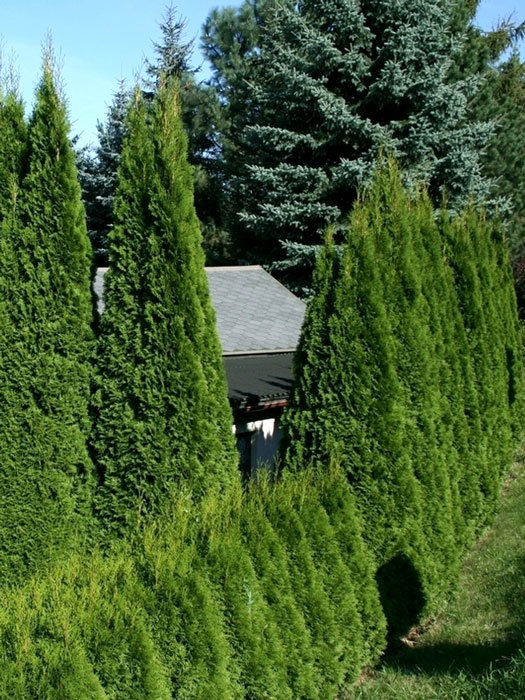 Thuja Smaragd in einem Garten
