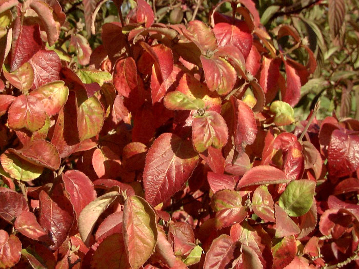 viburnum-aurora-herbst Schneeball Aurora mit Herbstfärbung