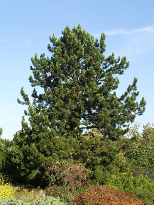 pinus-leucodermis Der Wuchs der Schlangenhaut-Kiefer