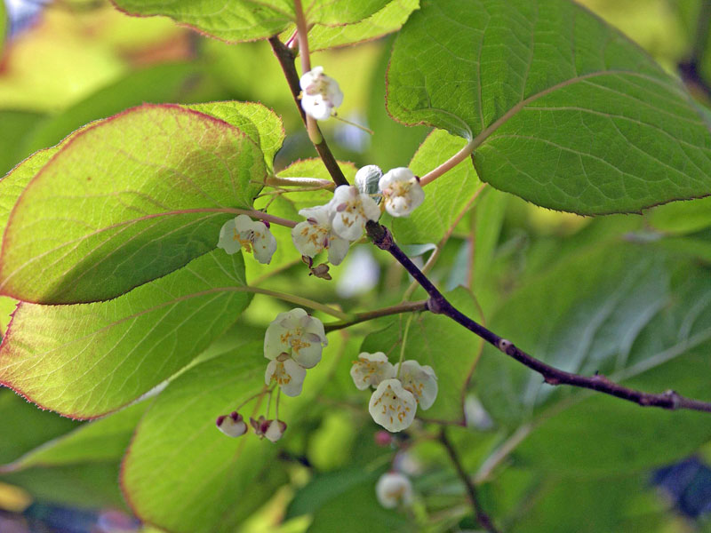 Ast mit Bluete der Actinidia kolomikta