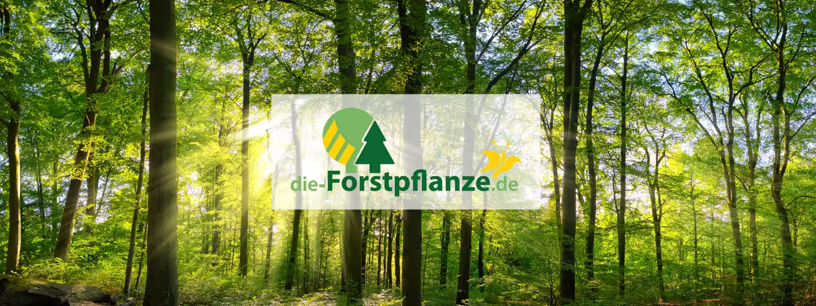 die-forstpflanze.de