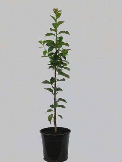 saeulenzwetsche-toskana