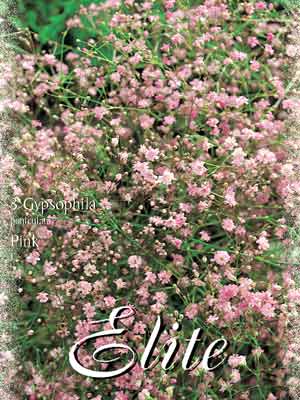 gypsophilla_rosa Schleierkraut 'Pink', Gypsophila paniculata (Art.Nr. 521404)