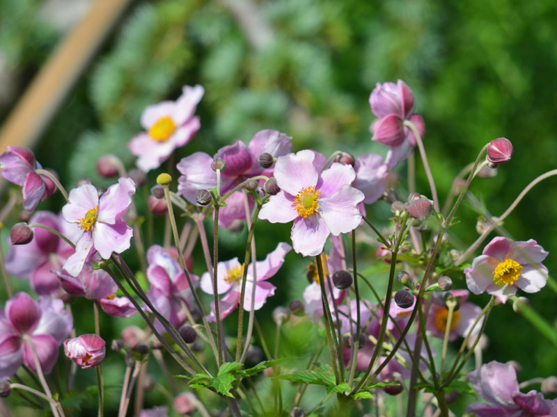 Bluetenkoepfe Anemone Ouvertuere