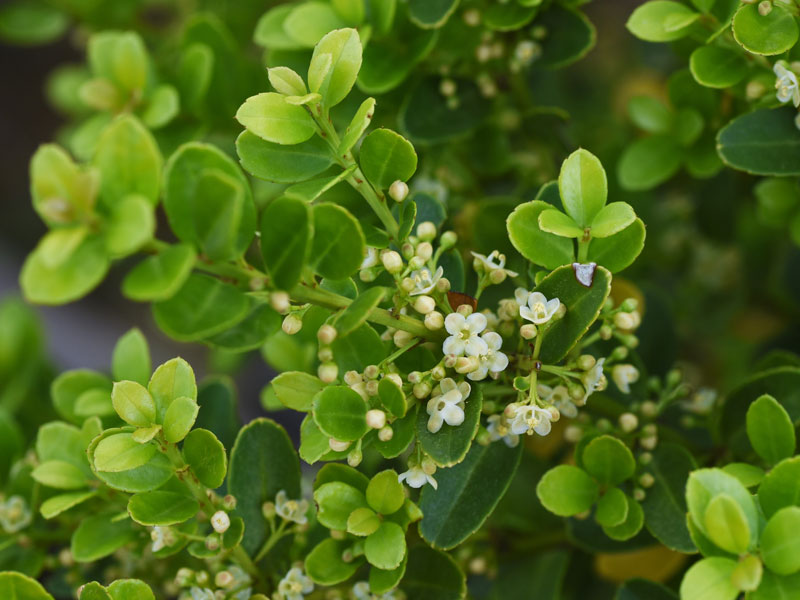 Ilex crenata 'Glorie Dwarf', Berg-Ilex Ilex crenata 'Glorie Dwarf', Berg-Ilex