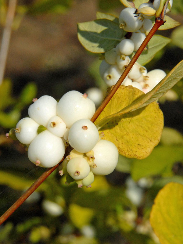 Weisse Beeren der Schneebeere am Strauch