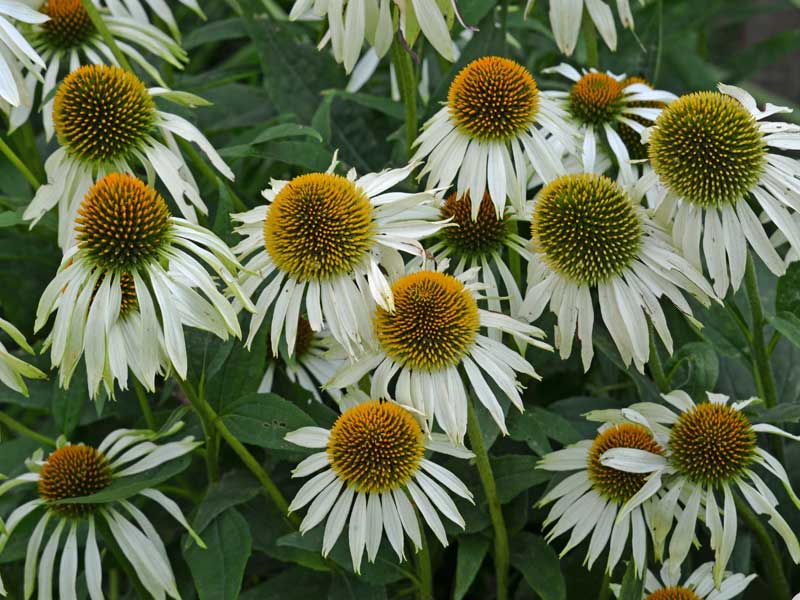 Blueten des Scheinsonnenhuts Echinacea