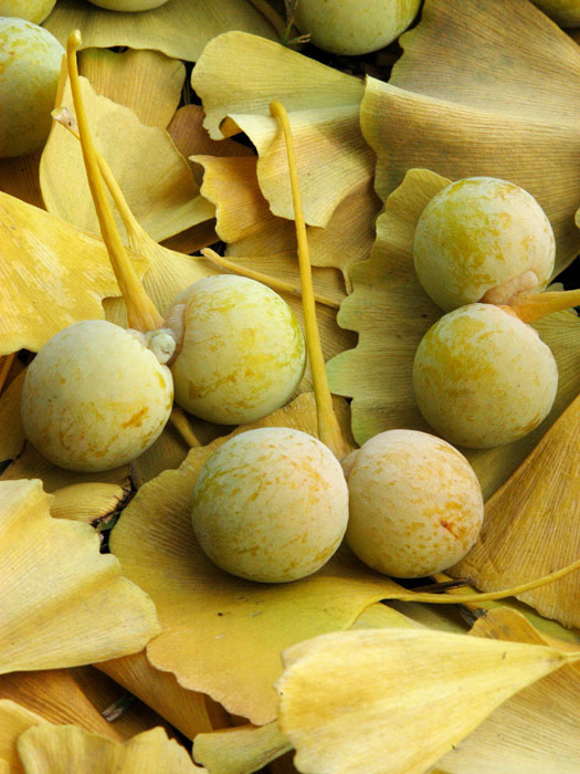ginkgo-frucht Die Früchte des Fächerblattbaums