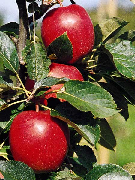 Apfel Saturn