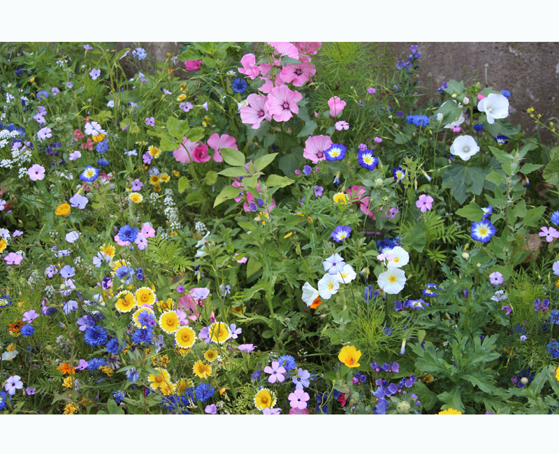 wehrtetaler-sommertraum