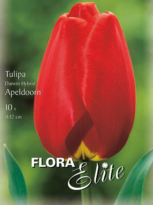 Rote stark duftende Darwin Tulpe Apeldoorn 
