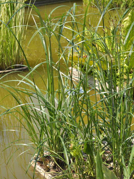 zyperngras Cyperus longus, Hohes Zyperngras