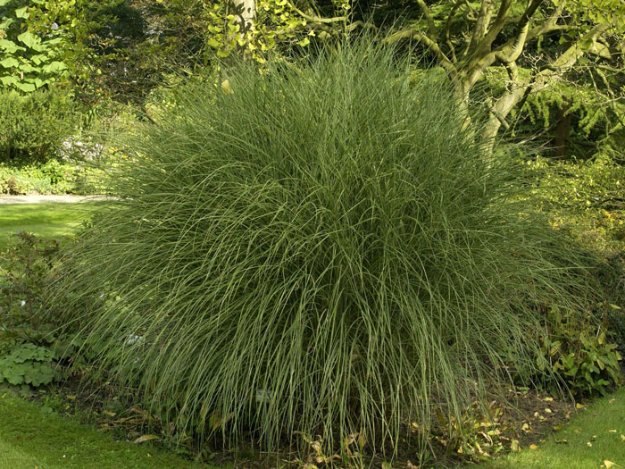 weissbunter-china-schilf