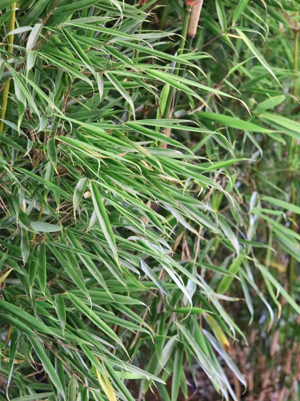 Blätter des Fargesia robusta Campbell Blaetter des Fargesia robusta Campbell