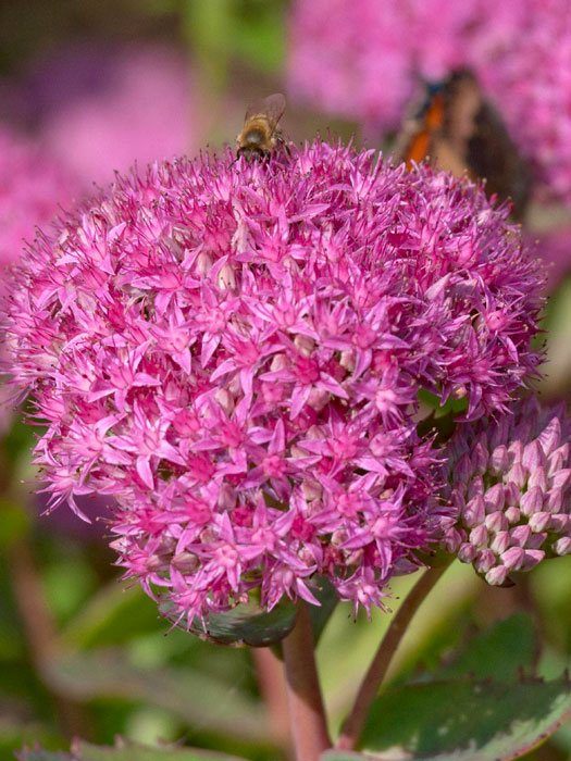 sedum-carl Sedum spectabile 'Carl', Rosa Mauerpfeffer, Steinbrech, Hohe Fetthenne, Fettblatt