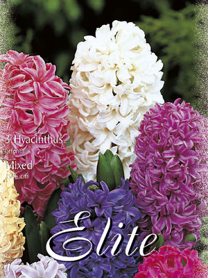 hyacinthus_orientalis_mixed