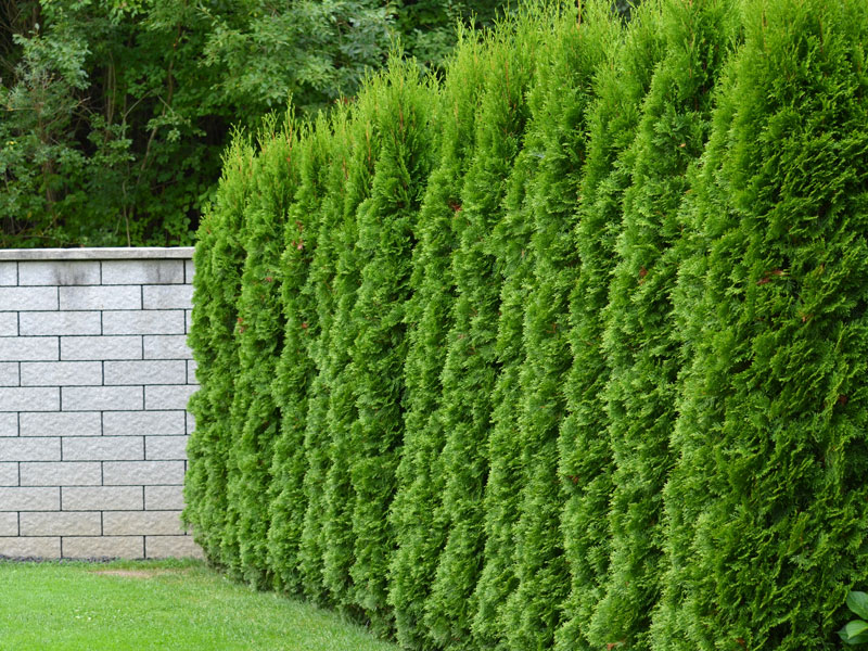 Thuja occidentalis Smaragd Hecke mit Steinmauer