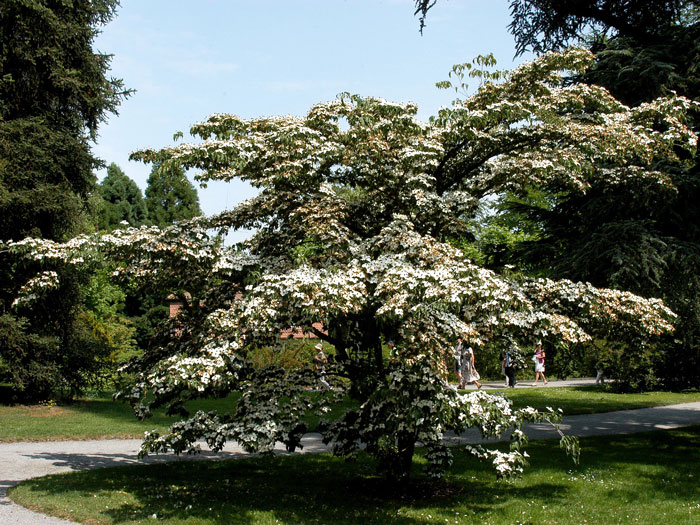 cornus-kousa Wuchsform des Japanischen Blumenhartriegels