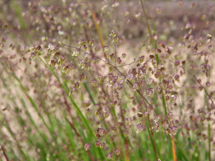 briza-media-bluete Briza media (M), Gemeines Zittergras, Herz-Zittergras