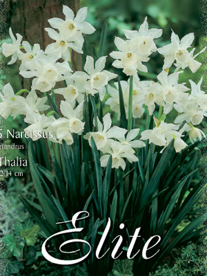thalia Miniatur-Narzisse 'Thalia' (Art.Nr. 596138)