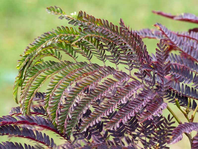 Nahaufnahme des dunkelfarbigen Laubs eines Albizia Summer Chocolate