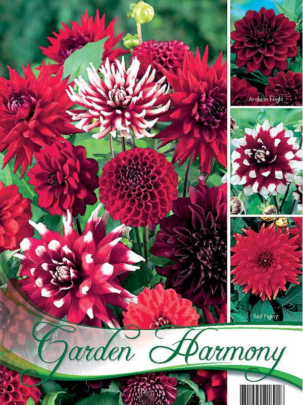 Garden Harmony Sortiment rot