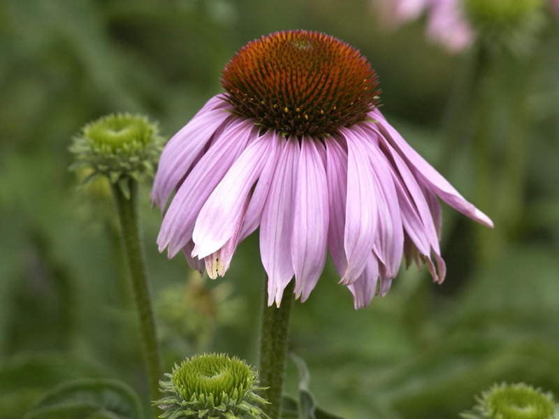 Einzelblüte einer Echinacea purpurea Einzelblüte Echinacea purpurea