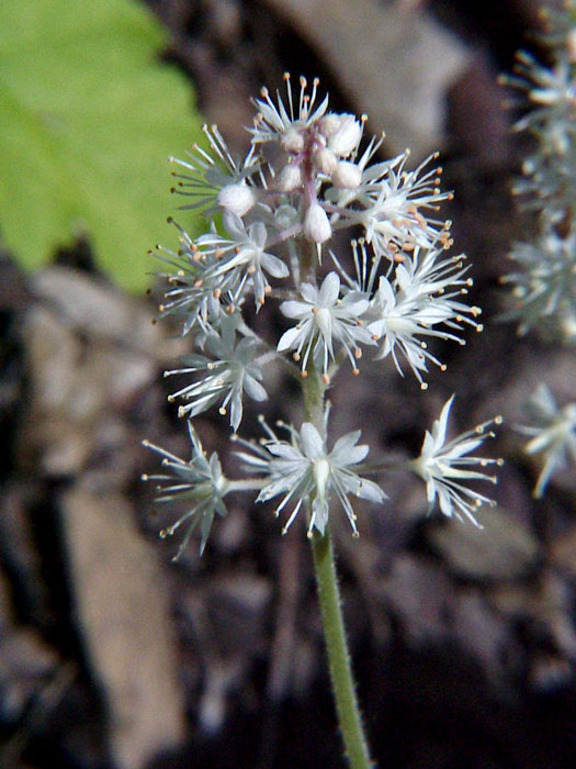 tiarella-cordifolia Schaumblüte Blütenstand