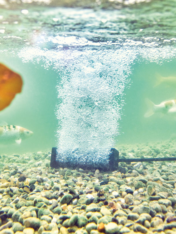 AquaOxy Belüfterstab S von OASE im Teich