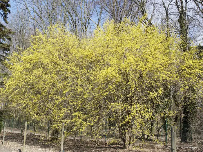 Cornus mas im Fruehjahr in voller Bluete