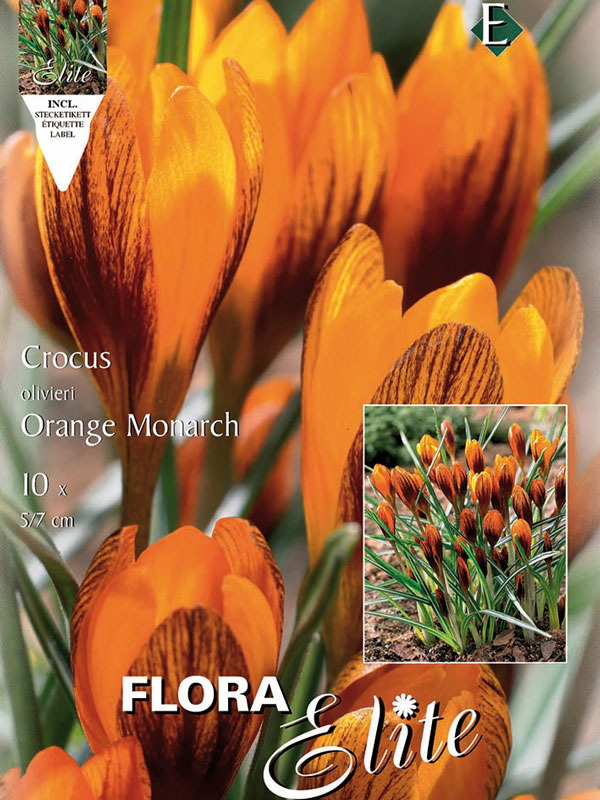Krokus-Orange-Monarch Krokus Orange Monarch