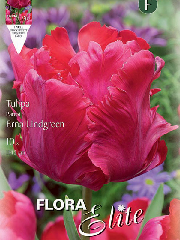 Tulpe-Erna-Lindgreen Tulpe Erna Lindgreen