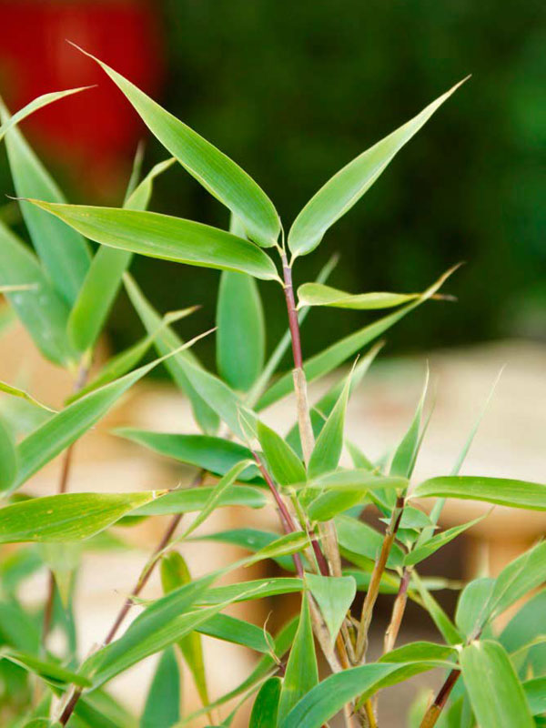 Nahaufnahme des Blattes von Bambus Blue Lizard