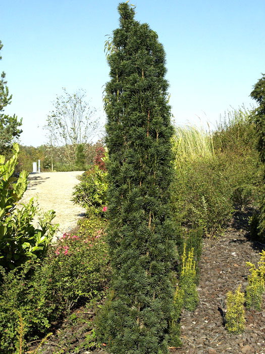 taxus-fastigiata-robusta Säuleneibe Solitärpflanze