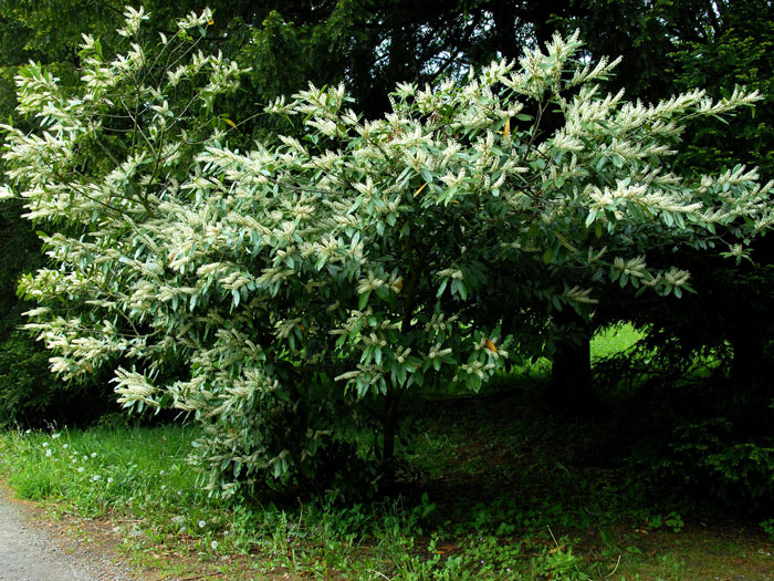 prunus-laurocerasus-ottoluyken Unterpflanzung mit Kirschlorbeer Otto Luyken