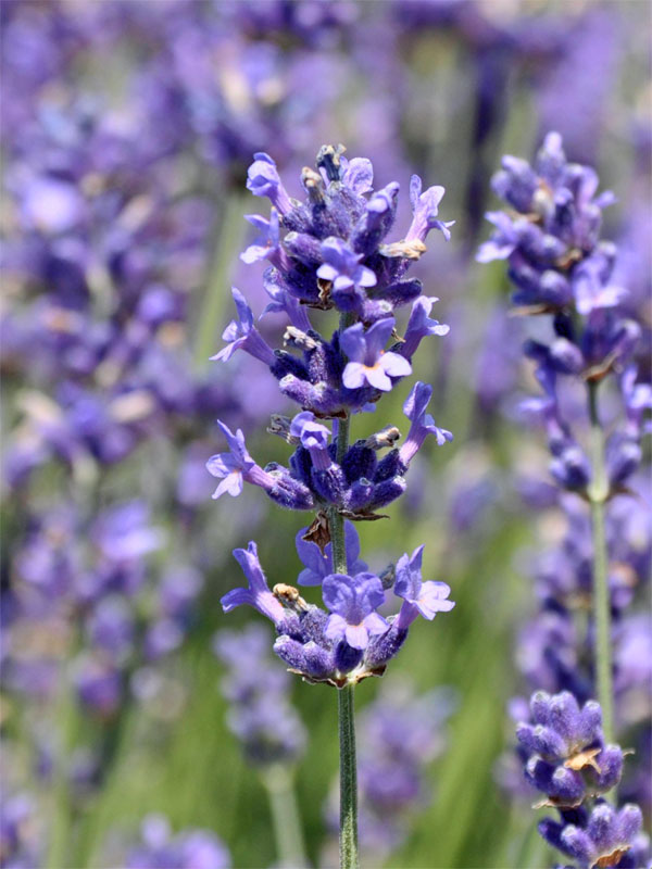 Nahaufnahme einer Bluete des Lavandula Hidocte Blue